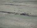 Lone wolf battles four coyotes