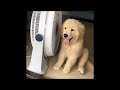 Funniest Animals 2024 😂 Best Funny Cats and Dogs 😻🐶 Part 24 | Cute Baby Dogs