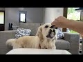 Dog Reviews Food | Ozzy Taste Test