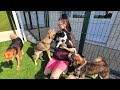 Rescued Dozens of Stray Dogs and Built Swimming Pool for them... Love Furry Friends Shelter