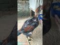 AYAM MUDA USIA 5 BULAN