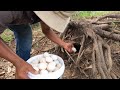 FULL VIDEO! Harvesting duck eggs, a smart farmer pick a lot of duck eggs after rain by hand