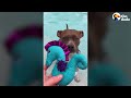 Pittie Must Be In The Pool At All Times | The Dodo