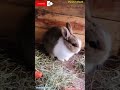 Watch Very Cute Baby Rabbit 🐰 Playing And Feeding