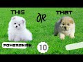 This or That?!? Cutest Puppies Brain Break | Kids Workout | Just Dance | Kids Yoga | Funny Dogs