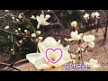 # 하얀목련#💜세리나 cover#신청곡 제스타일로 불러봅니다#원곡 양희은