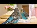 Singing Budgie Bird for your Lonely Flock