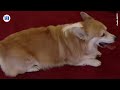 4 minutes of the Queen being delighted by corgis and other cute dogs