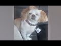 Funniest Cats and Dogs Videos 🐱😆 Funniest Catss 2024 😹