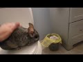 Spring Break Chinchilla Fun!