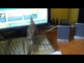 Bird in the office