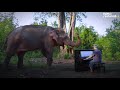 Rescued Elephant Has The Sweetest Reaction To Music | The Dodo Faith = Restored