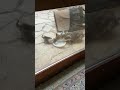Vase kitties eating