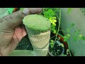 मोरिंगा सहजन की कटिंग कैसे और कब करें Moringa Cutting Trimming Benefits, How To Prune Drumstick Tree