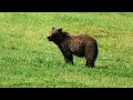 OMG! Grizzly Bear in Yellowstone National Park!