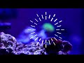 Innovative marine fusion 20 Gallon Vol. 3 coral tour | crispy!