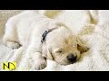10 Hours Calming Sleep Music 💖 Stress Relief Music, Relaxing Sleep Music ♬ Lovely Baby Dog