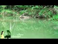 Beautiful Relaxing Piano Music For Stress Relief, Study, Meditation - Soothing Flowing Water Sounds