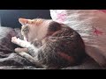 12 Hours Anti Anxiety Music For Cats 🐈 Stress Relief Music For Cats ♬ Calming Music For Cats