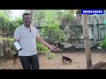 Indian Native Breeds Kombai Dogs in Chennai | Kombai Farm | John Alice Kennel | #kombai #nativebreed