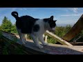 Stray Cat Rescue - We Found His Home! - Feeding Stray Cats