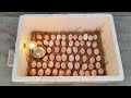 How to make incubator at home // Homemade Incubator Hatching day 21