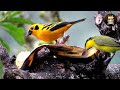 Forest Birds Compilation In 4K | Animals Safari