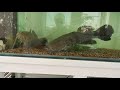 Marble goby fight! . 28 inch vs 24 inch part 1