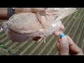 நம்ம புறாக்களுக்கு Ring நம்ம வீட்டுலயே செய்யலாம் / pigeons ring making at home / At low cast / #pets