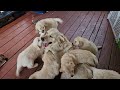 Leo and puppies have a wonderful time!