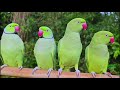 Parrot Sound Videos Compilation
