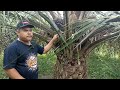 urutan pemupukan kelapa sawit biar berbuah besar oil palm fertilization sequence