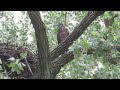 Juvenile bald eagle at Geist Reservoir nest (7-14-2024)