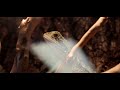 Imperial Reptiles Orlando | Top Quality Reptiles