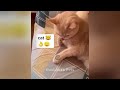So Funny! Funniest Cats and Dogs 😸 Funny Animal Moments 🤣