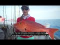 How to tell the different type of Red Snapper Apart