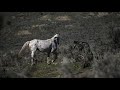 feral foal rescue