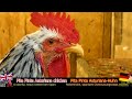 DIVERSITY OF CHICKENS:  65 different breeds of chickens - Comparison with crowing roosters examples