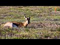 Gazelle Valley Park in Jerusalem  - an urban nature reserve in Israel