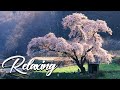 Relaxing Piano Music • Sleep Music, Water Sounds, Relaxing Music, Meditation Music vol 18