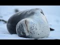 Leopard Seal clonking