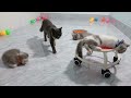 Hilarious Cats and Dogs😹🐶Funniest Animals 2024😹Part 17