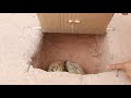 Unique Underground Quail Bird Trap - How to work 100%