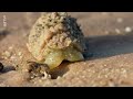 Les côtes de Kimberley, Australie | Le petit peuple des rivages | ARTE Family