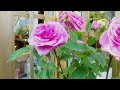 ♥️The Romance of The Garden♥️ - 30 Minutes of Beautiful Relaxing Gardens to brighten your day🤗☀️