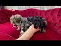 🐶 Mini Schnauzer puppy kisses!