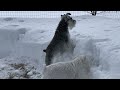 UNLEASHED! Deepest Snowpack Romp - Miniature Schnauzer Brothers