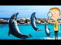 Dolphin Facts for Kids | Classroom Edition Animal Learning Video