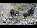 Smith Rock State Park Eaglets at 12 Weeks Old