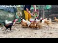 chicken breeding - Cheap feed for chickens - lovely chickens - country life - my daily job.